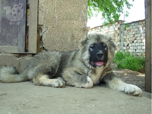  caucasian dog 4 minwn